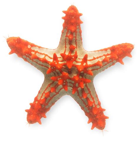 Starfish | Fun facts for kids, Starfish, Facts for kids