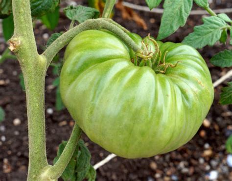 Black Krim Tomato Profile & Grow Guide - Tomato Bible