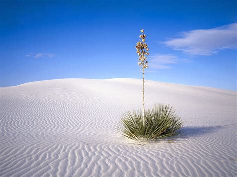 Desert Oasis Landscape Wallpapers - 4k, HD Desert Oasis Landscape ...