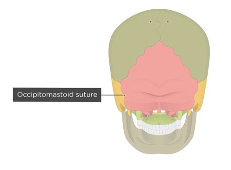 Major sutures of the skull: labeled diagram | GetBodySmart