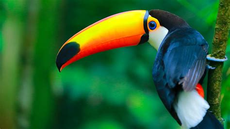 Baby Toucan Wallpapers - Wallpaper Cave