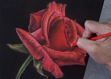 How to Draw a Rose