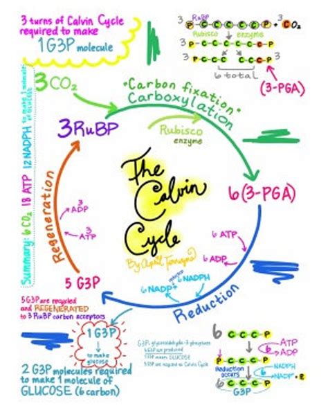 The Calvin Cycle Diagram Full Step by Step Explanation | Etsy