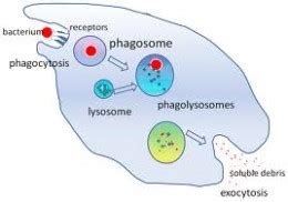 Macrophage | Definition, Function & Types - Lesson | Study.com