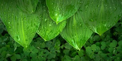 Photo gratuite: Feuille, Nature, Vert, Printemps - Image gratuite sur Pixabay - 1356729