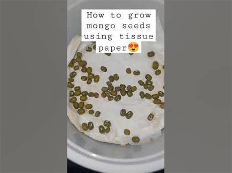 It is possible for the mongo seeds to grow in a tissue paper? #foryou #experiment #educational # ...