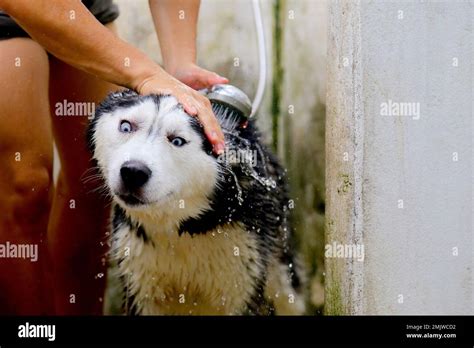 Siberian husky bathing with owner. Dog washing Stock Photo - Alamy