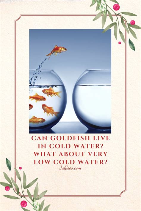 Can Goldfish Live In Cold Water? What About Very Low Cold Water ...