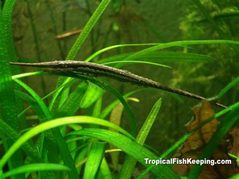 Twig Catfish | Fresh water fish tank, Fish tank, Fish breeding