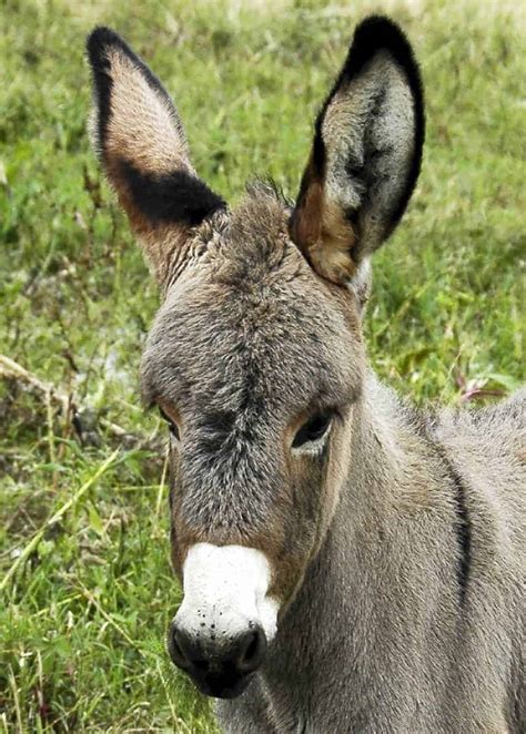 Looking for Donkey Facts? Here are 43 Interesting Facts About Donkeys ...