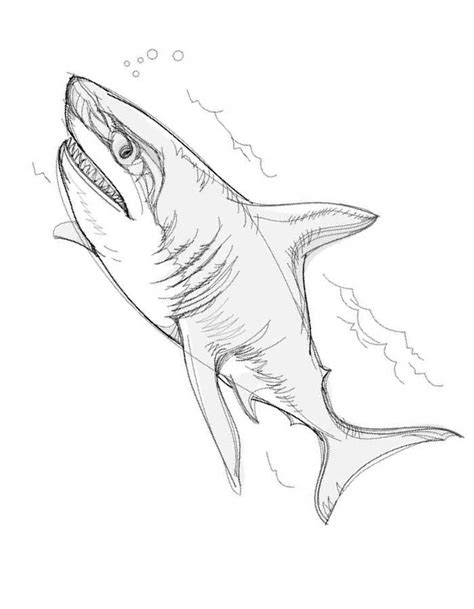 Great white shark printable coloring page