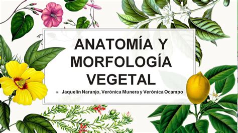 Anatomía y morfología vegetal. - YouTube