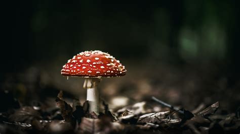 26 Mushroom Wallpapers - Wallpaperboat