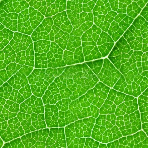 Green leaf seamless texture. Detail close image tree green leaf macro ...