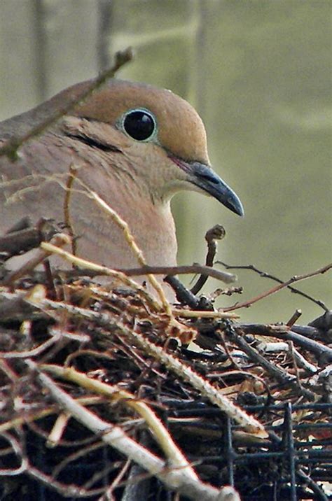 Dove in her Nest | Pet birds, Beautiful birds, Wild birds