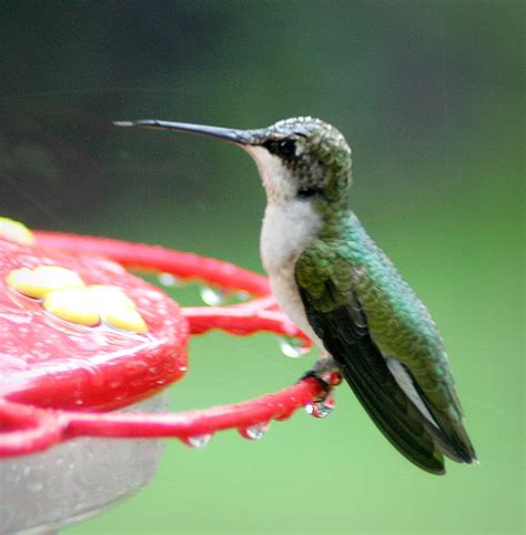 Trumpet Vine and Hummingbirds - Grateful Prayer | Thankful Heart