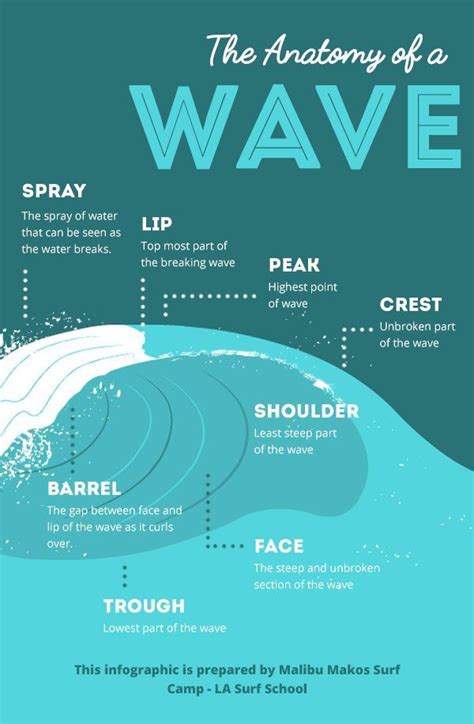 The Anatomy of a Wave [Infographic] | Surfing waves, Surfing, Surfing tips