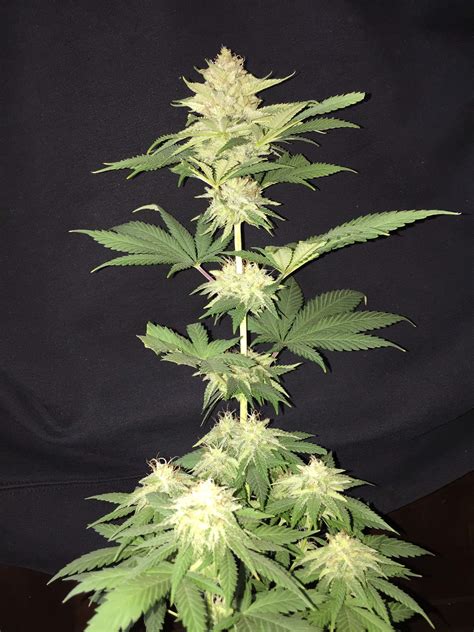 Ghost OG grow journal week9 by Joedirt - GrowDiaries