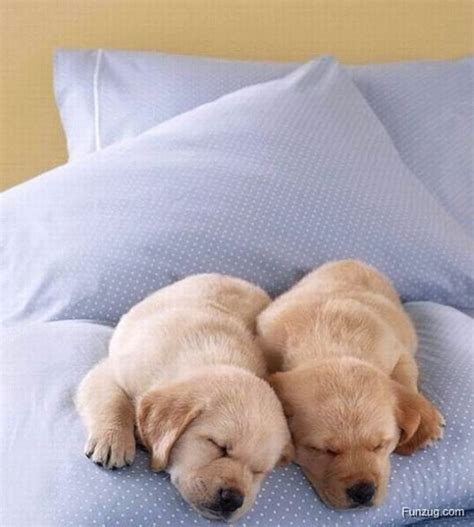 Cute Animals Sleeping | Funzug.com