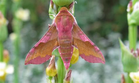 Small Elephant Hawk-moth | Butterfly Conservation