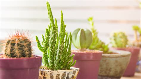 A Beginner's Guide To Edible Cactus