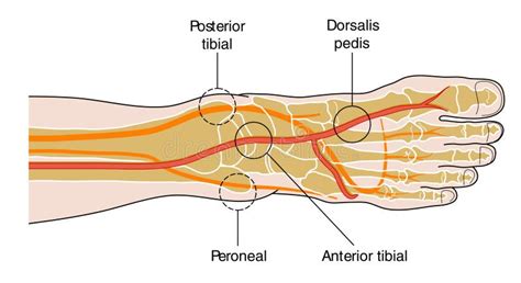 Pedal Pulses stock illustration. Image of foot, blood - 12592711