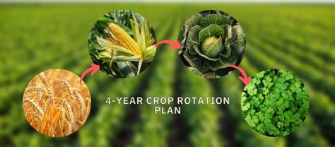 Crop Rotation: A Way To Boost Your Yields - Biogarden.Asia