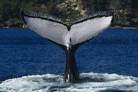 The Majestic Humpback Whale