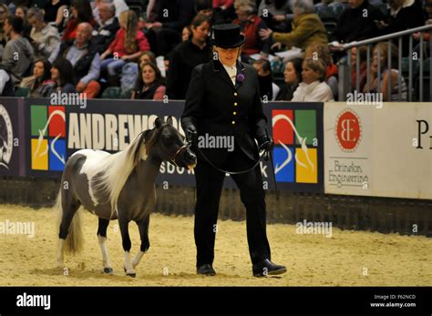 Horse of the year show hi-res stock photography and images - Alamy