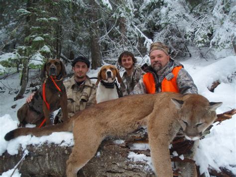 Mountain Lion Hunting, Best MT cougar Hunting Guides