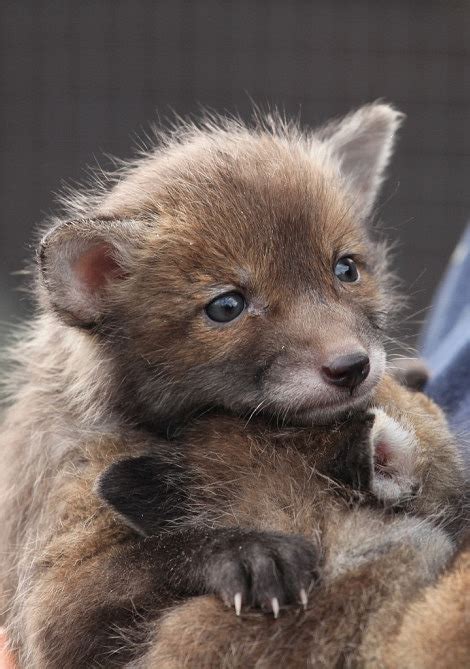 British Wildlife Centre - ZooBorns