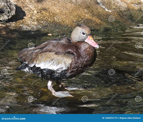 Duck Stock Photos. Image. Picture. Portrait. Duck Standing on Rock in ...