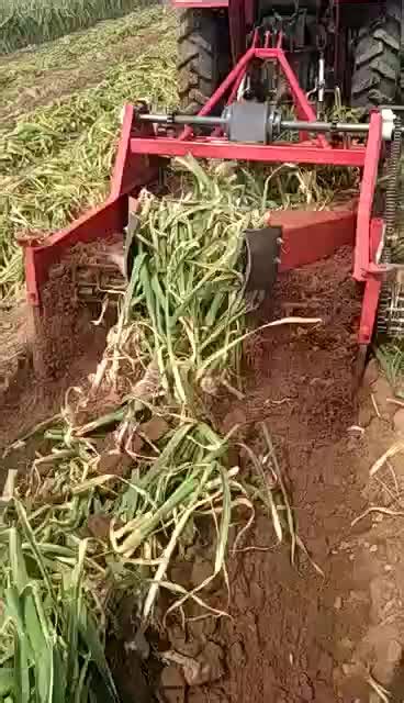 Garlic Digger Machine/ Garlic Combine Harvester/ Garlic Harvesting ...