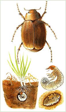 Grass grubs and beetle – Beetles – Te Ara Encyclopedia of New Zealand