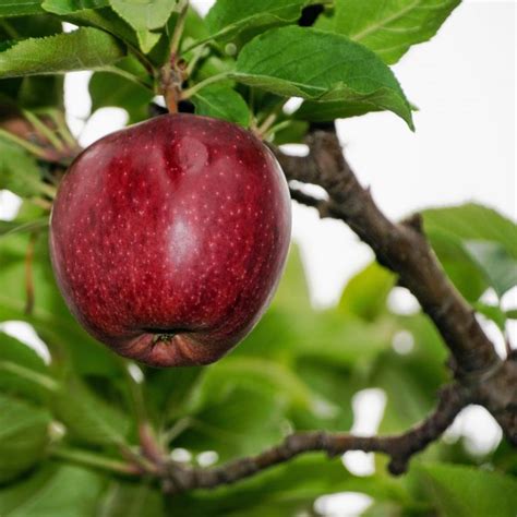 Buy Bare Root Red Delicious Apple Trees For Sale | Chief River Nursery ...