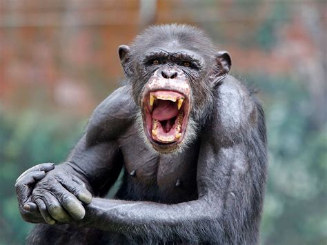 Crazed chimp on the loose ... this should be good. | TexAgs