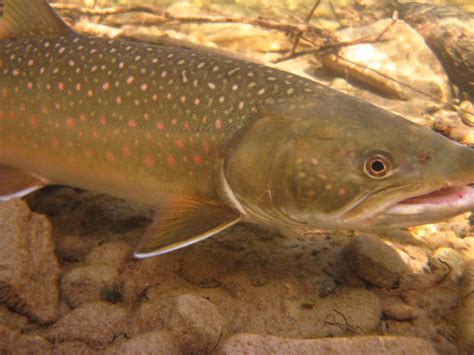 Project Identifies Bull Trout Habitat - Fish and Wildlife Compensation Program