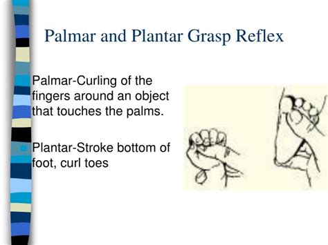 PPT - Physical Development in Infancy PowerPoint Presentation - ID:1723157