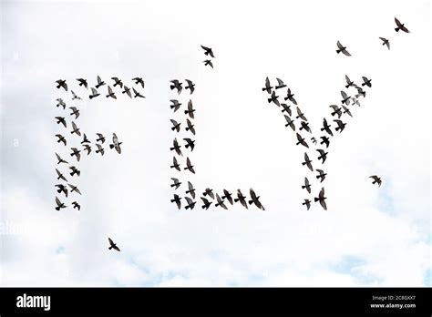 flock of birds forming the word fly, abstract concept Stock Photo - Alamy