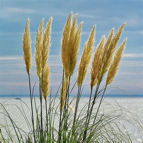 Sea Grasses Photograph by Daniel Beard | Fine Art America