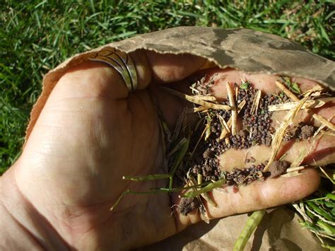 Collecting Arugula Seeds - urbantomato