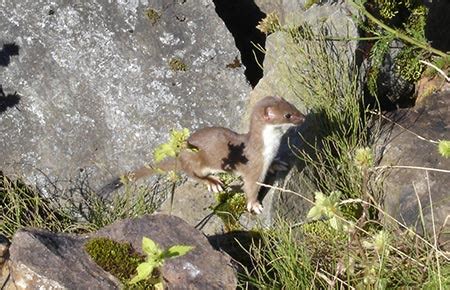 Ermine Species Profile, Alaska Department of Fish and Game