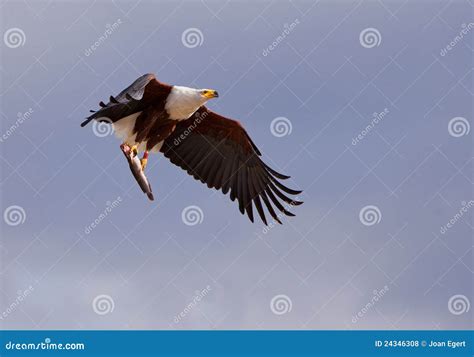 African Fish Eagle with Prey Stock Photo - Image of colour, forest: 24346308