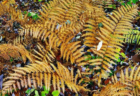 Fall Color Fern Photograph by Thomas R Fletcher - Fine Art America