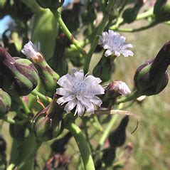 Genus: Lactuca (lettuce): Go Botany