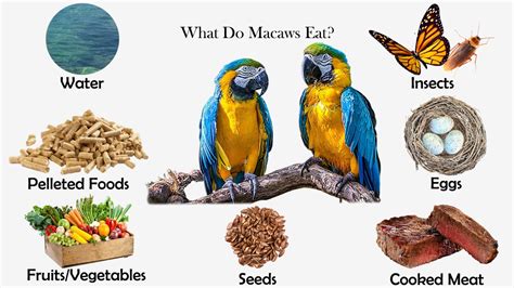 What Do Macaws Eat? - Feeding Nature