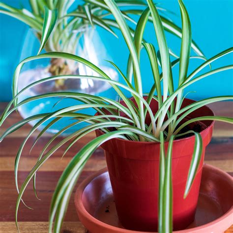 Simple Spider Plant Propagation - gardenstead