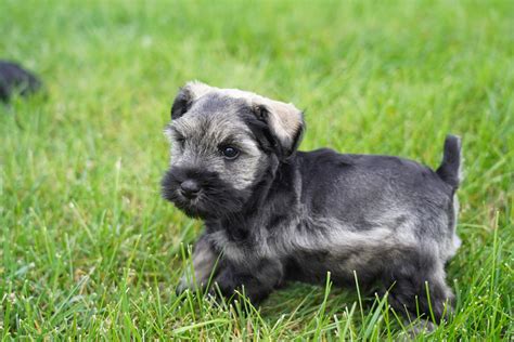 Toy and Mini Schnauzers in PA, NY, NJ — SVCC Mini Schnauzers