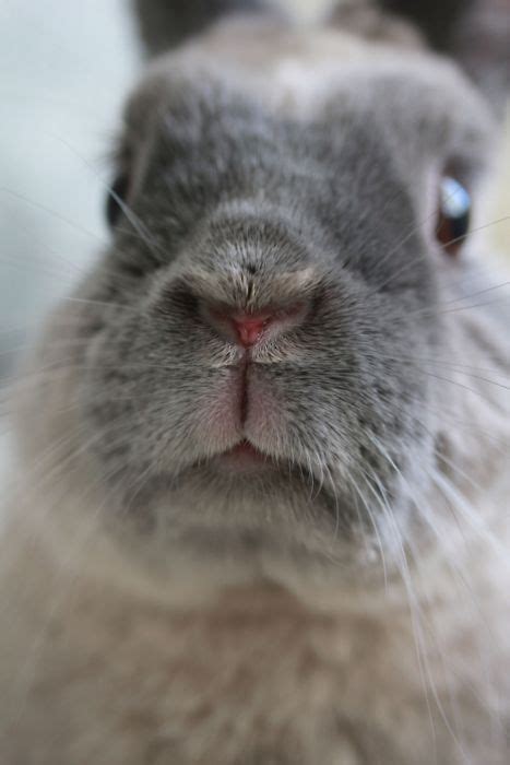 Bunny’s Nose is Caught Mid-Wiggle | The Daily Bunny | Cute animal pictures, Cute animals, Daily ...