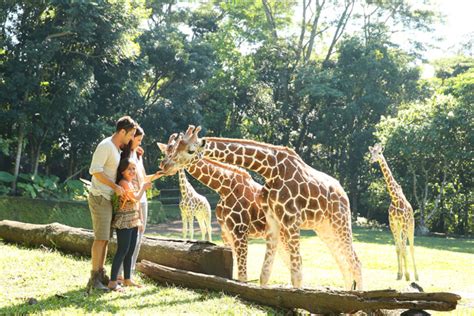 Taman Safari Prigen: Your Next Exciting Family Adventure Awaits Here ...